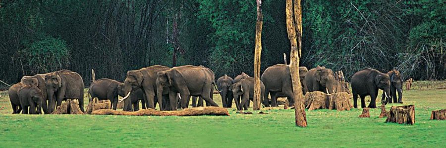 South India Wildlife Tour