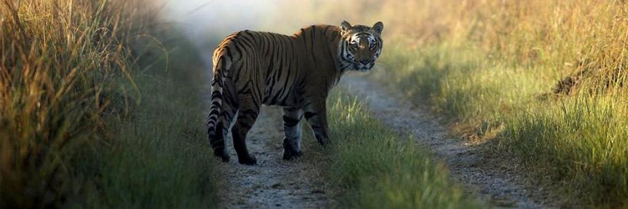 Kerala Wildlife Eco Tours